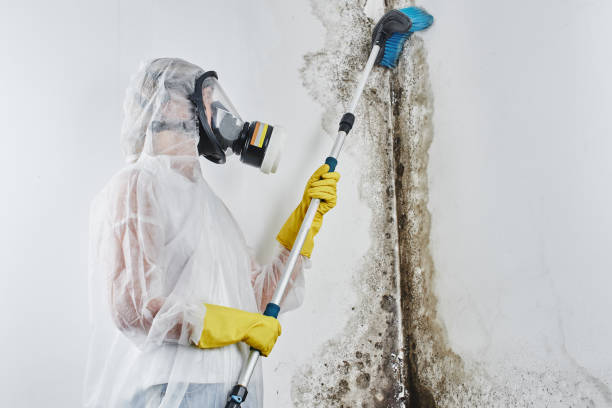 Best 24-hour water damage restoration  in Coleman, MI