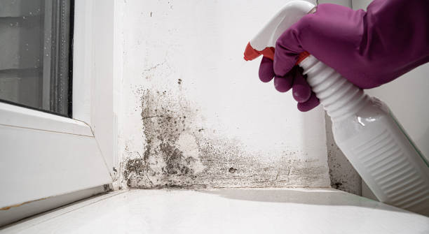 Best Ceiling water damage repair  in Coleman, MI